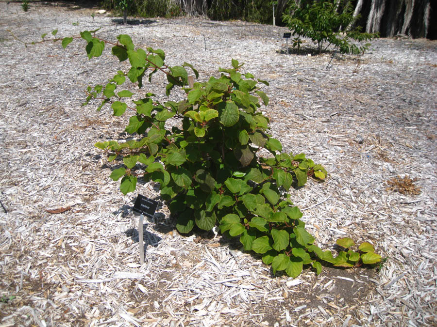 Visiting the South Coast Botanical Garden June 3rd 2015