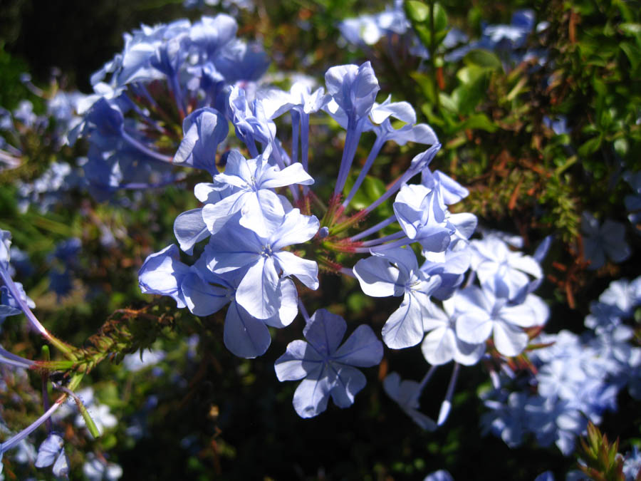 Visiting the South Coast Botanical Garden June 3rd 2015