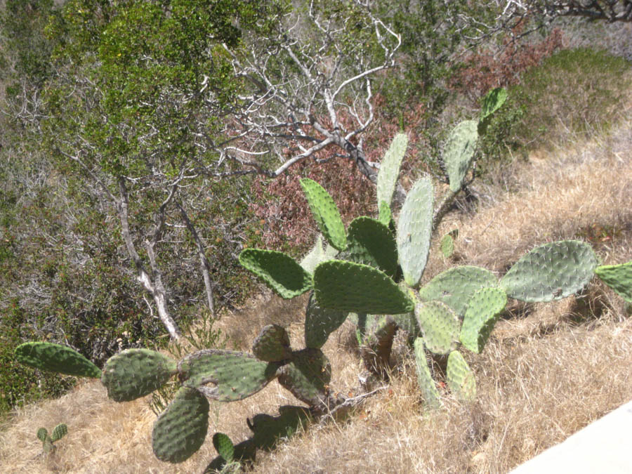 Avalon Catalina to celebrate Sue's birthday 7/10/2015