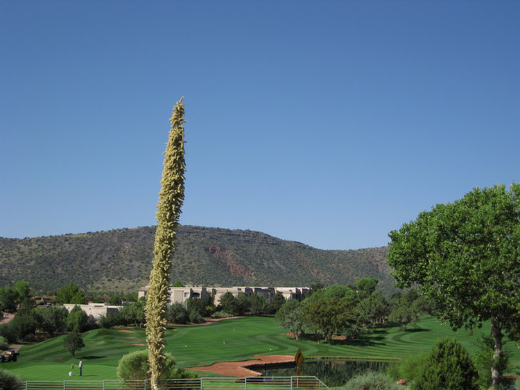 Sedona golf