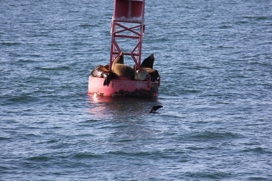 Sailing the bounding main December 2013