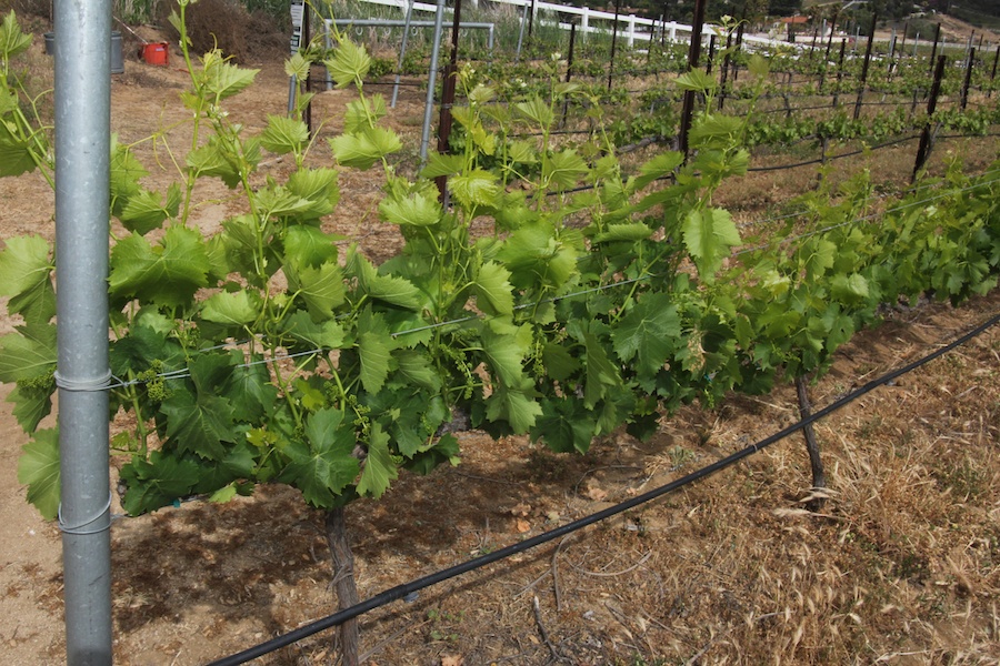 A day in the vineyards at Temecula April 2013