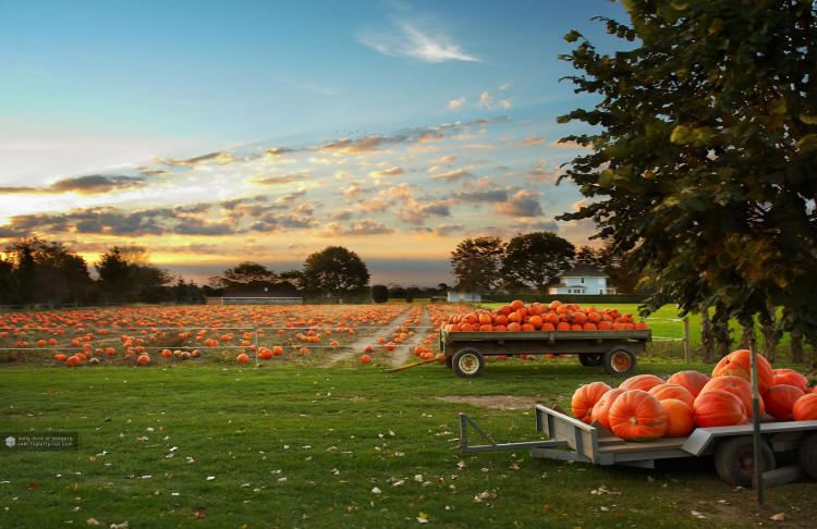 Pumpkins