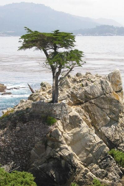 The Lone Cypress