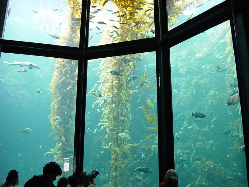 Monterey Aquarium