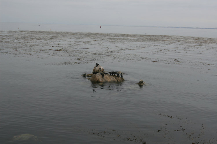 Monterey Aquarium - 2008