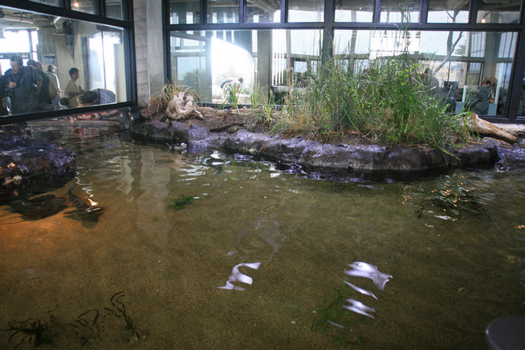 Monterey Aquarium - 2008