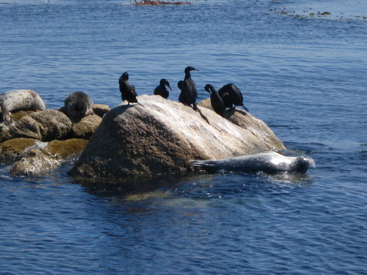 Monterey Aquarium Lunch Time