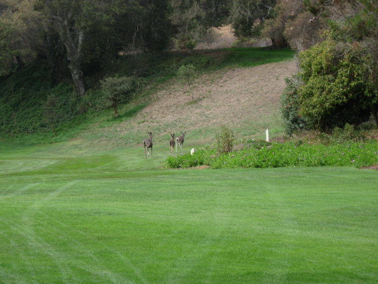 Tomatofest Round One Of Golf