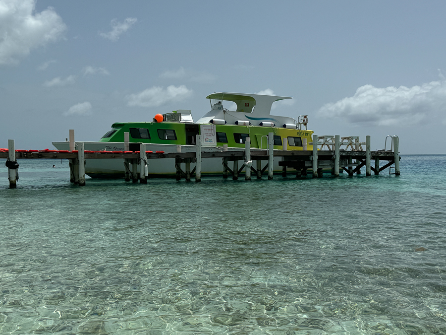 Caribbean Day 05 Belize Snorkeling Coral Reefs