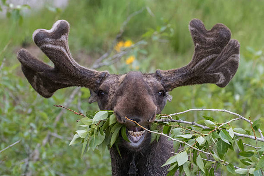 Funny moose