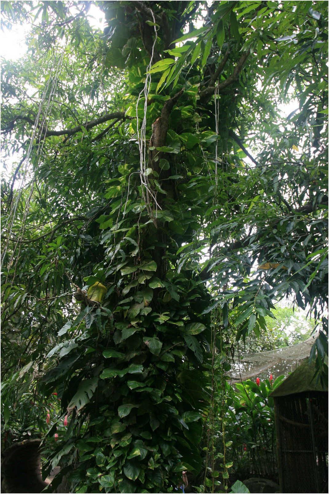 Gualemala's Walk Through Zoo