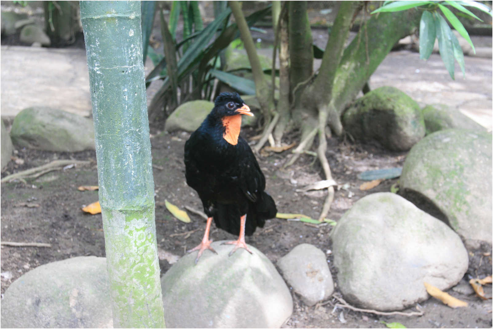 Guatemala's Walk Through Zoo