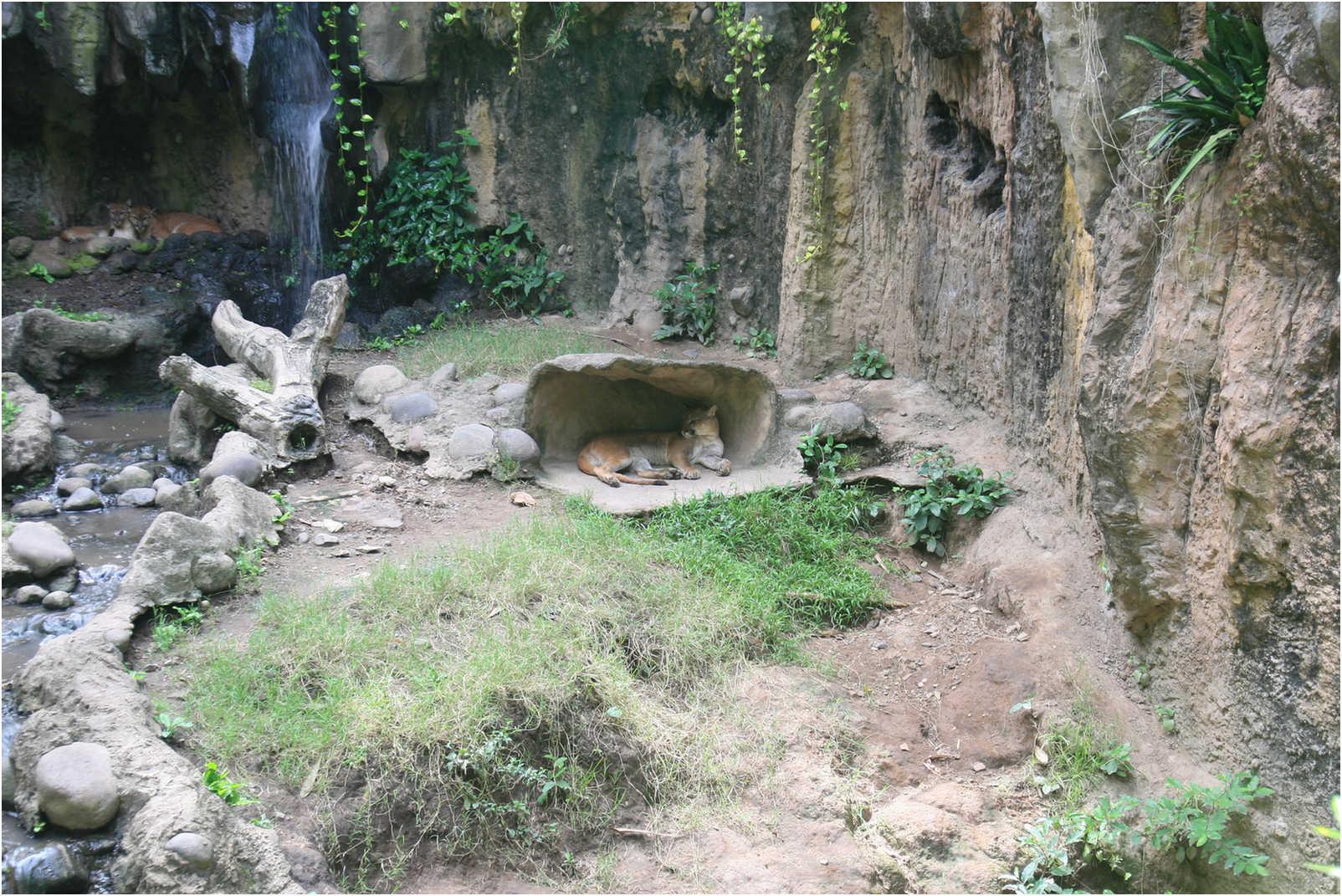 Gualemala's Walk Through Zoo