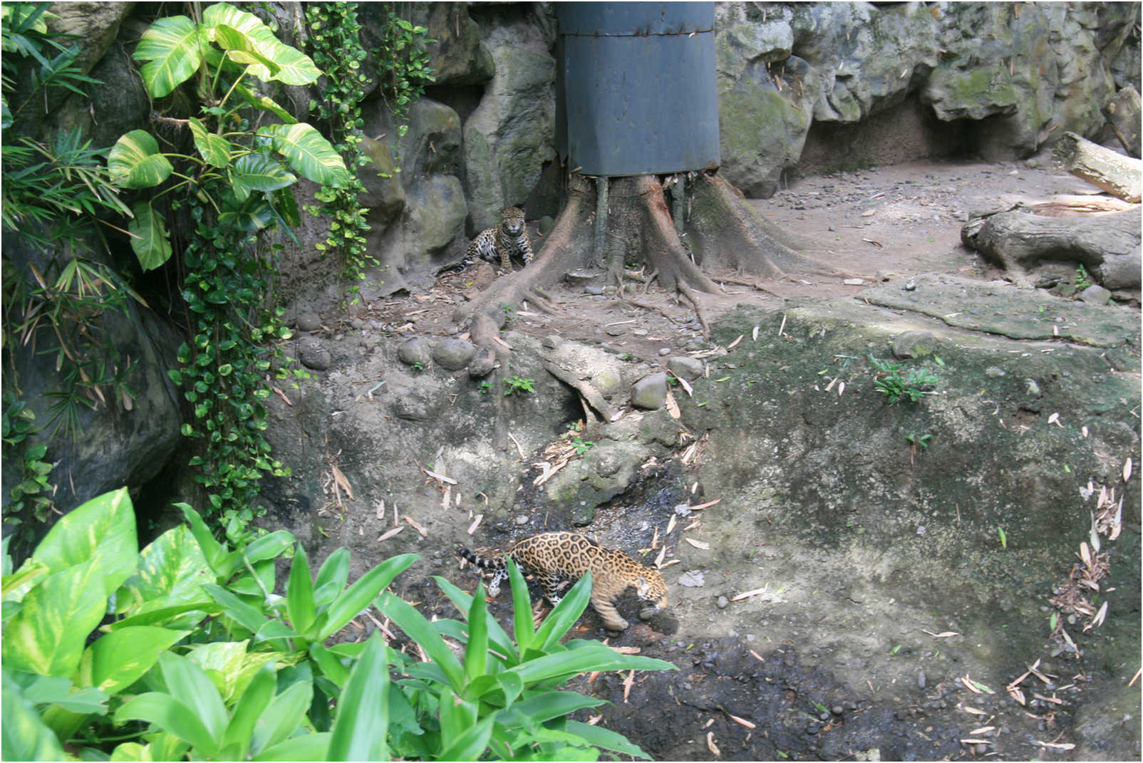 Guatemala's Walk Through Zoo