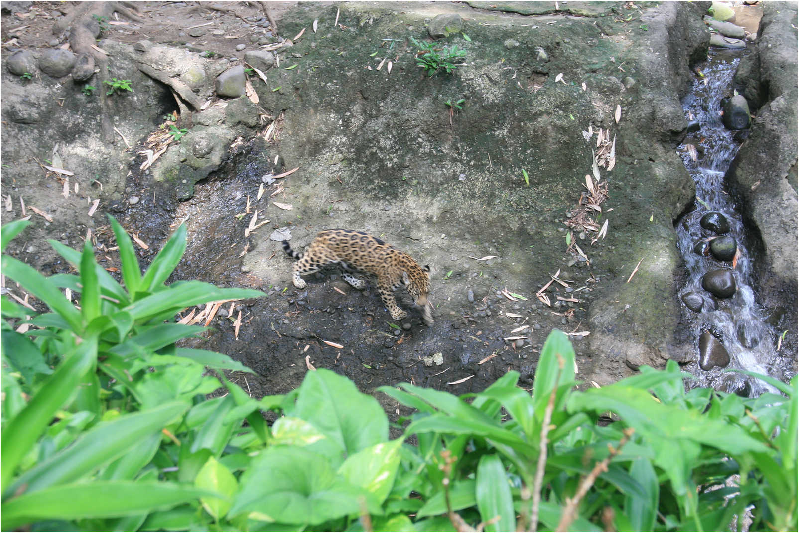 Guatemala's Walk Through Zoo