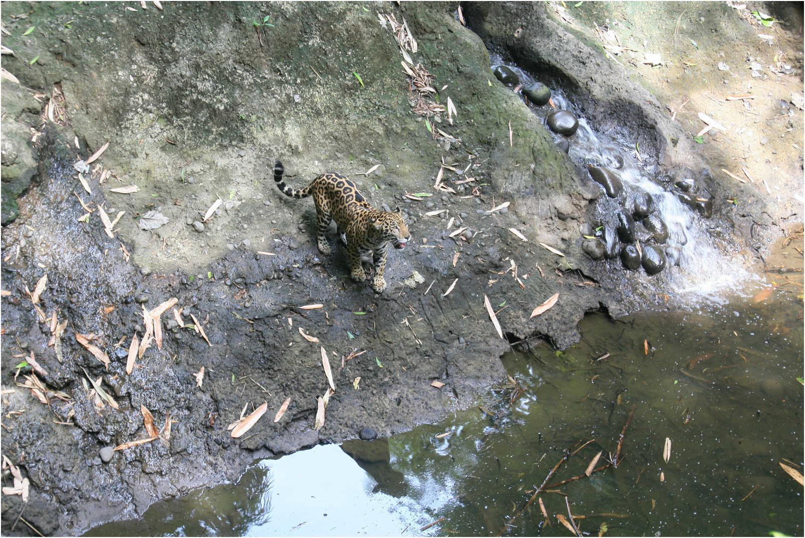 Gualemala's Walk Through Zoo