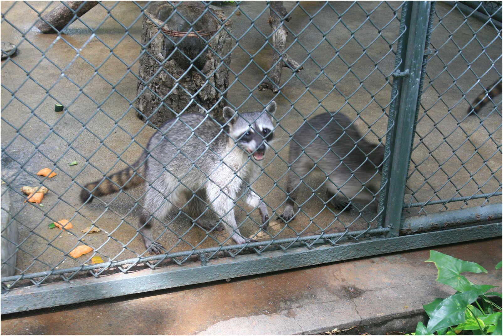 Gualemala's Walk Through Zoo