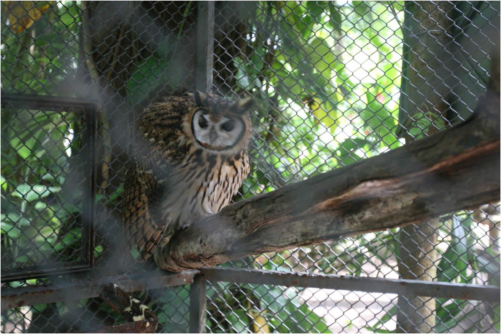 Guatemala's Walk Through Zoo