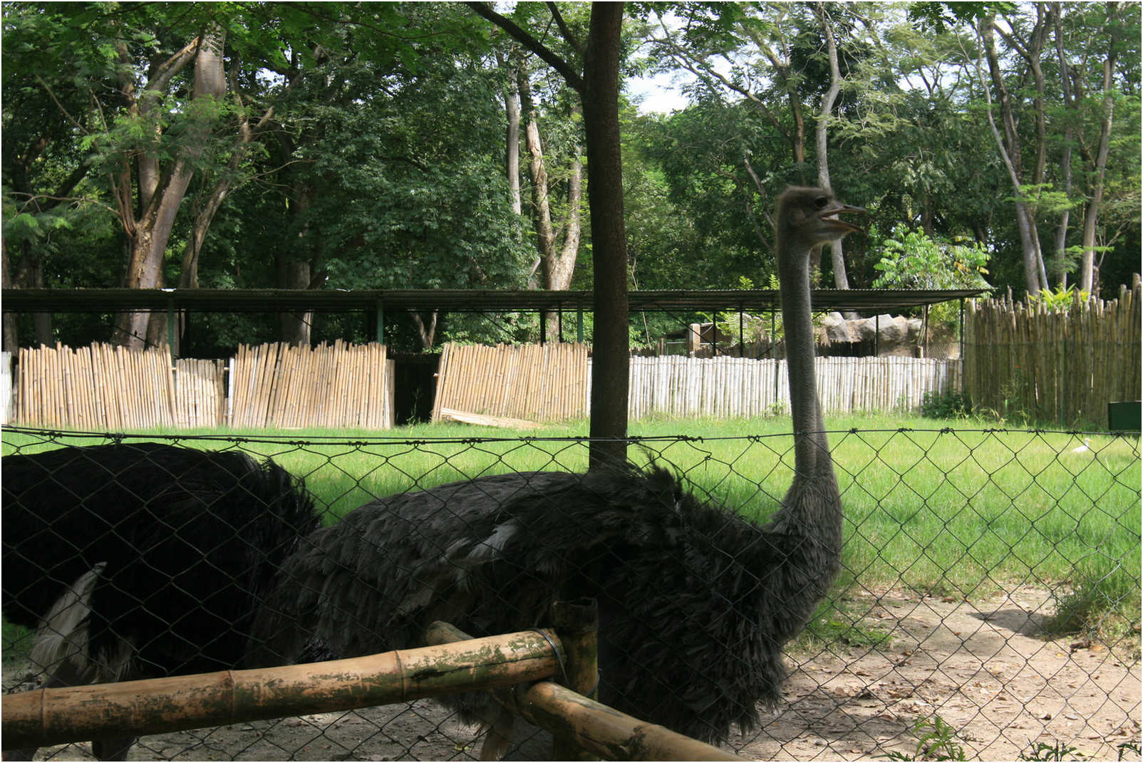 Guatemala's Walk Through Zoo