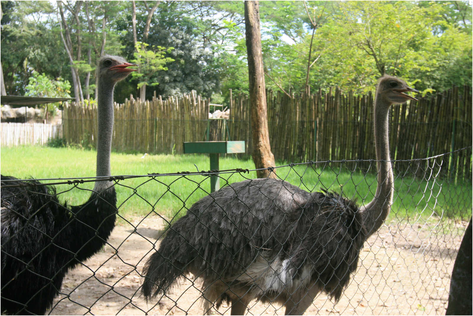 Guatemala's Walk Through Zoo