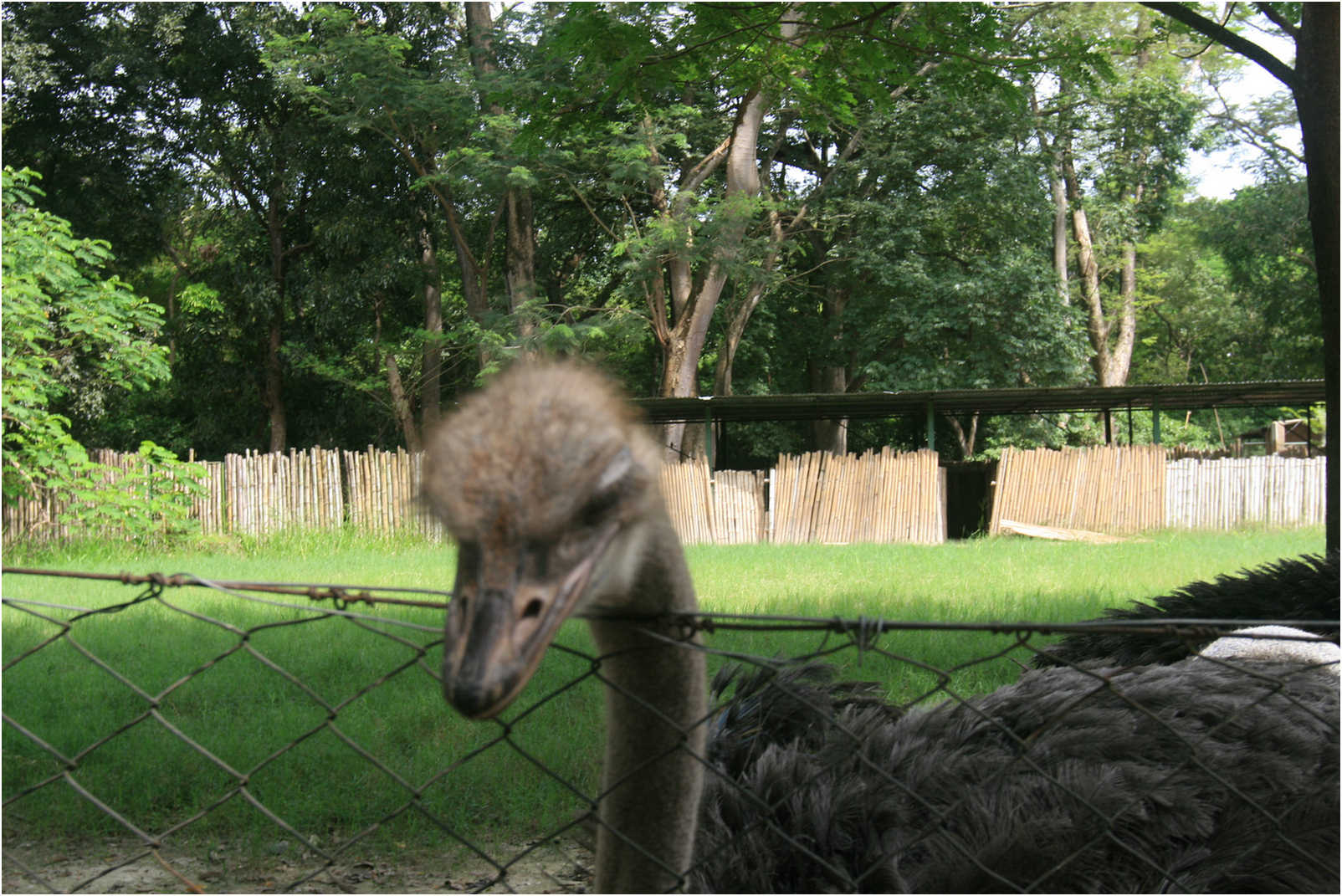 Guatemala's Walk Through Zoo