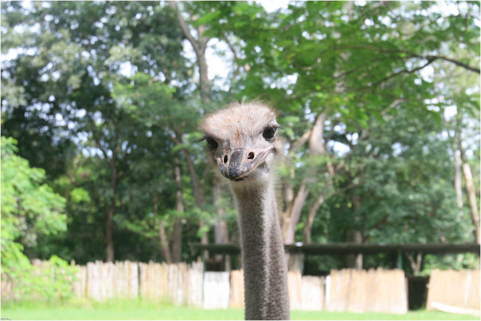 Gualemala's Walk Through Zoo