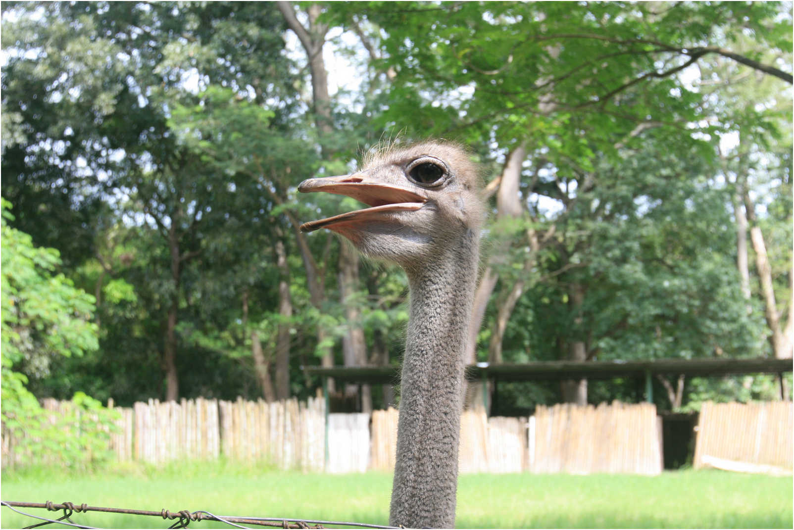 Guatemala's Walk Through Zoo