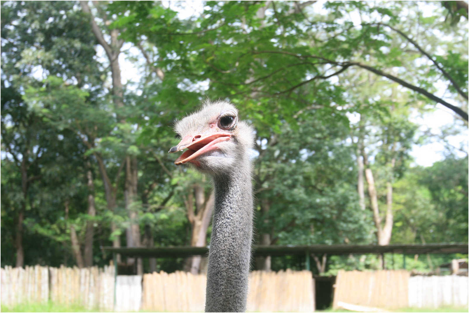 Guatemala's Walk Through Zoo