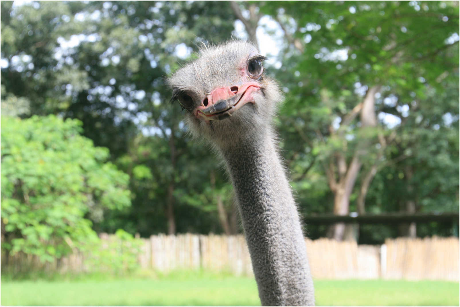 Guatemala's Walk Through Zoo