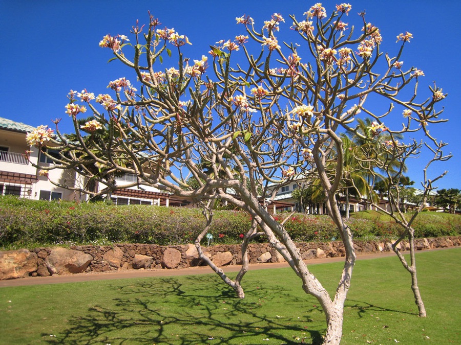 Lanai Vacation 2008  Challenge At Manele Golf