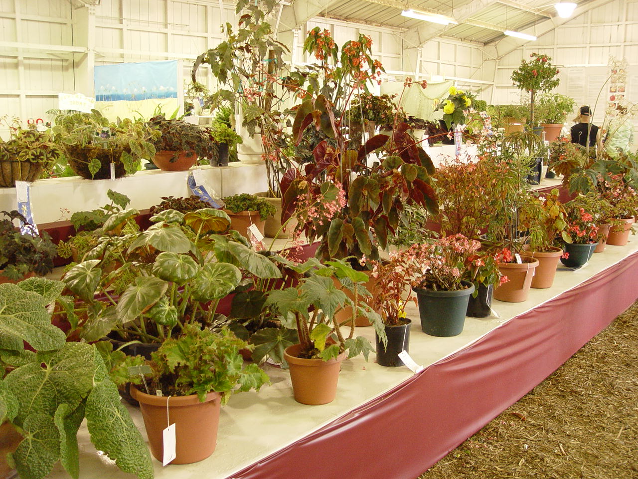 Ventura County Fair 2005