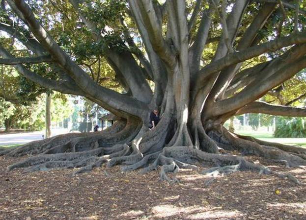 Beaautiful Trees