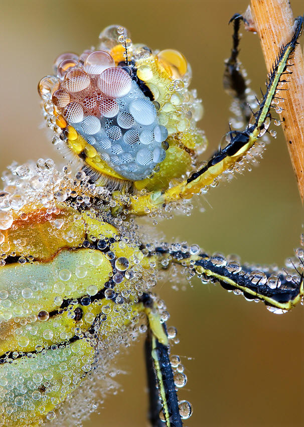 A wet bug