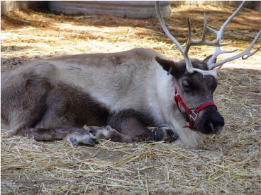 Christmas Eve At Disneyland 2005