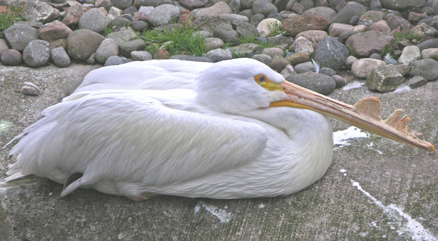 Pelicans