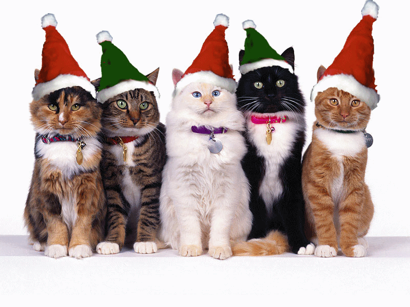 Even Cats are cute on Christmas