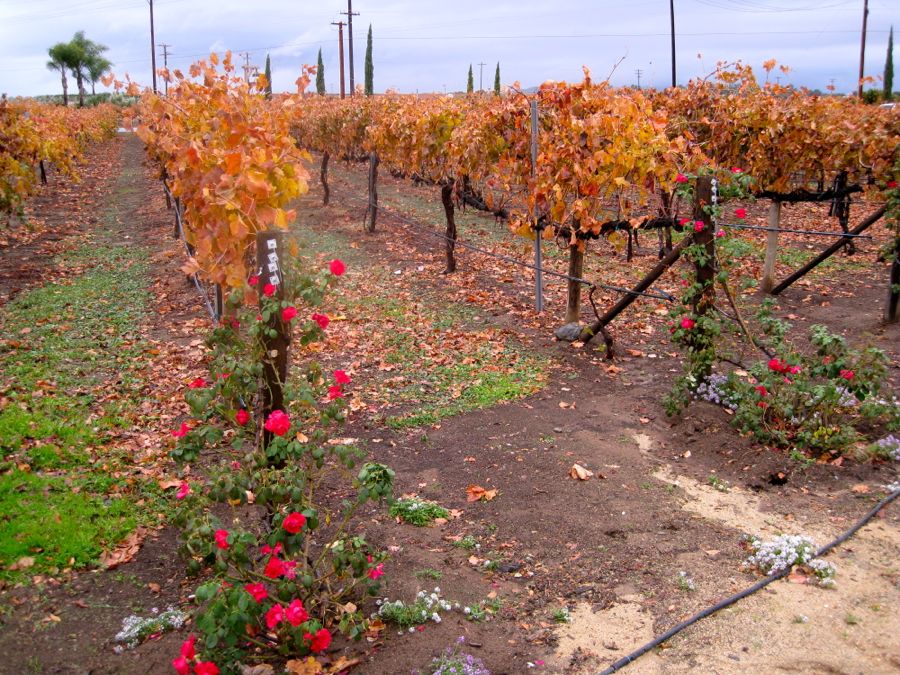 Christmastime wine tasting in Temecula, California