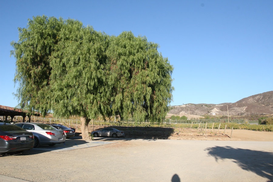 A visit to Falkner, Keyways, abd South Coast wineries in Temecula December 2012