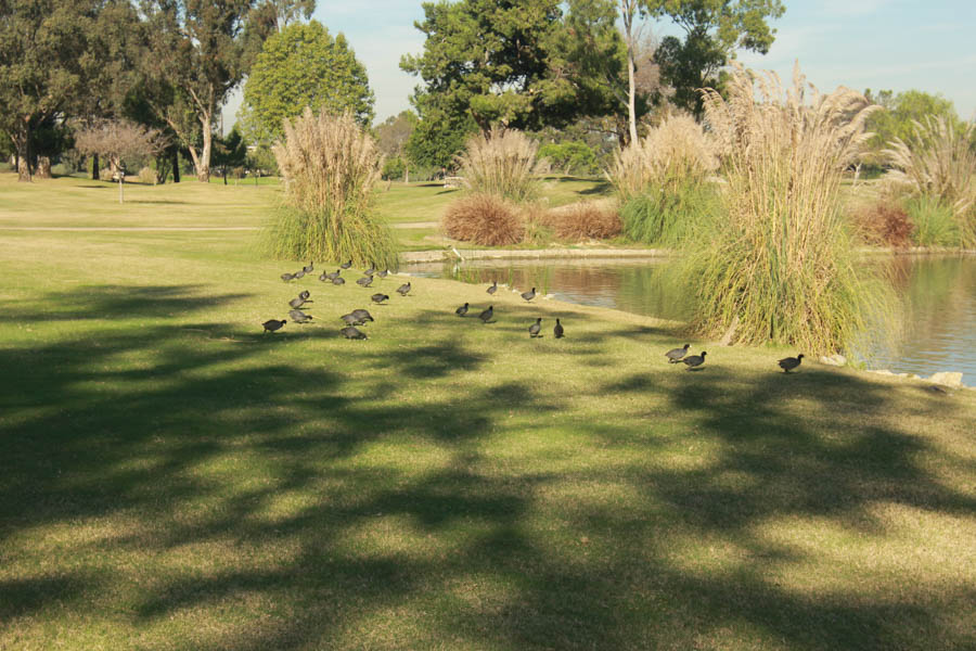 Golf at Old Ranch 12/9/2014