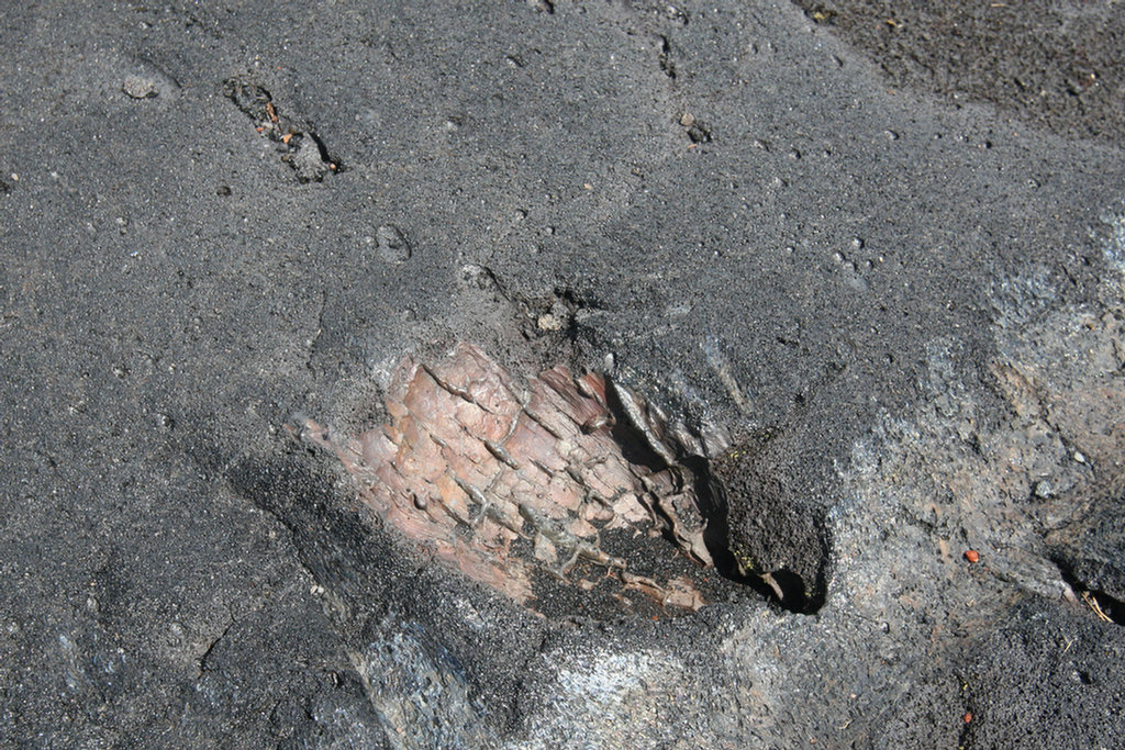 Waling The Lava Fields On Hilo