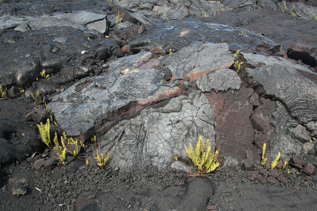 Waling The Lava Fields On Hilo