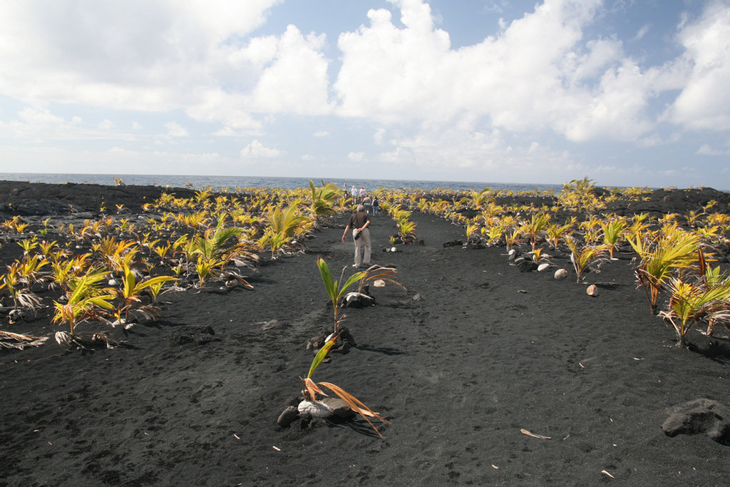 Waling The Lava Fields On Hilo