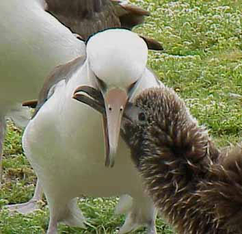 Feeding Time