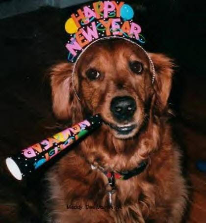 Celebrating dog