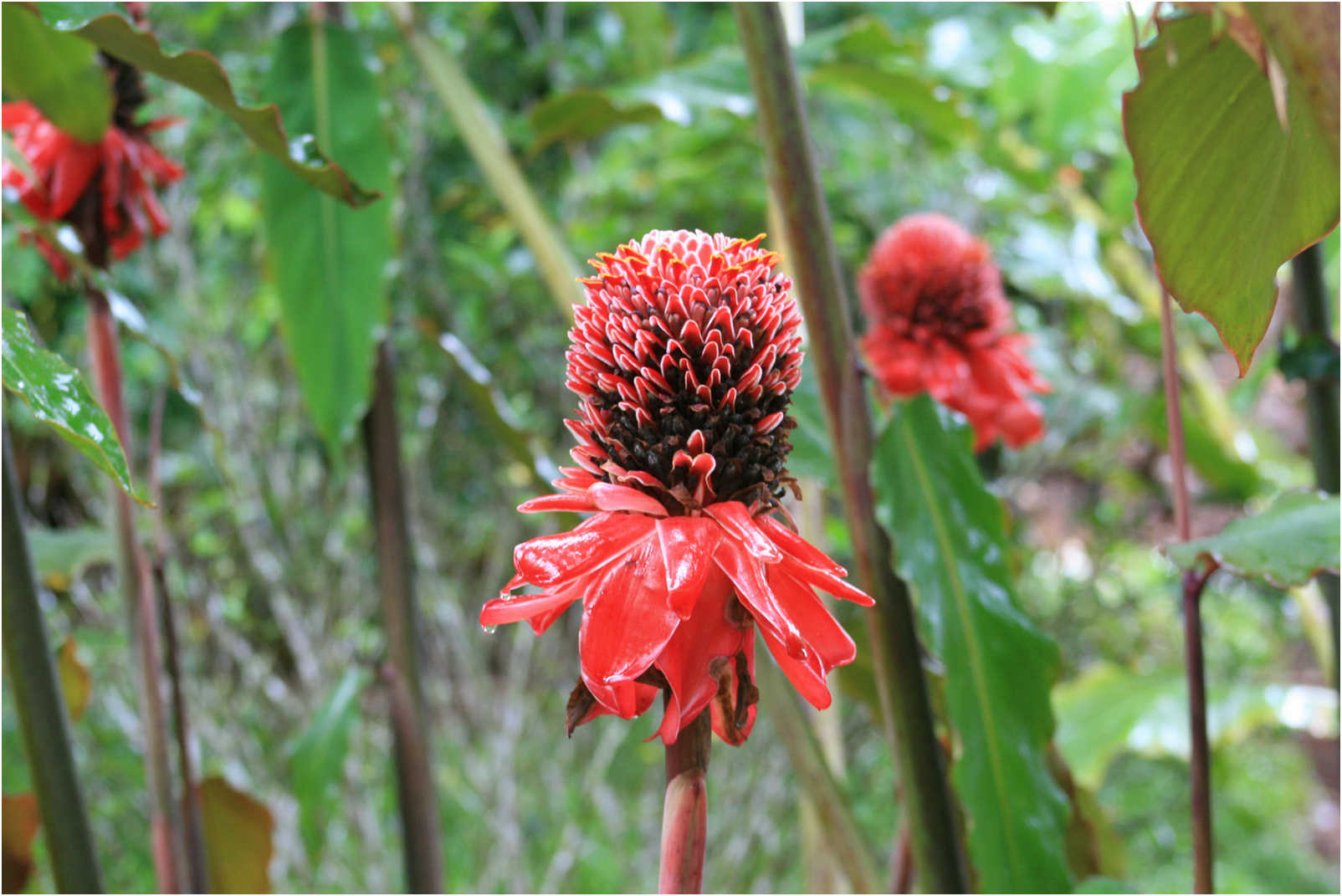 Costa Rican Rain Forects & Gardens