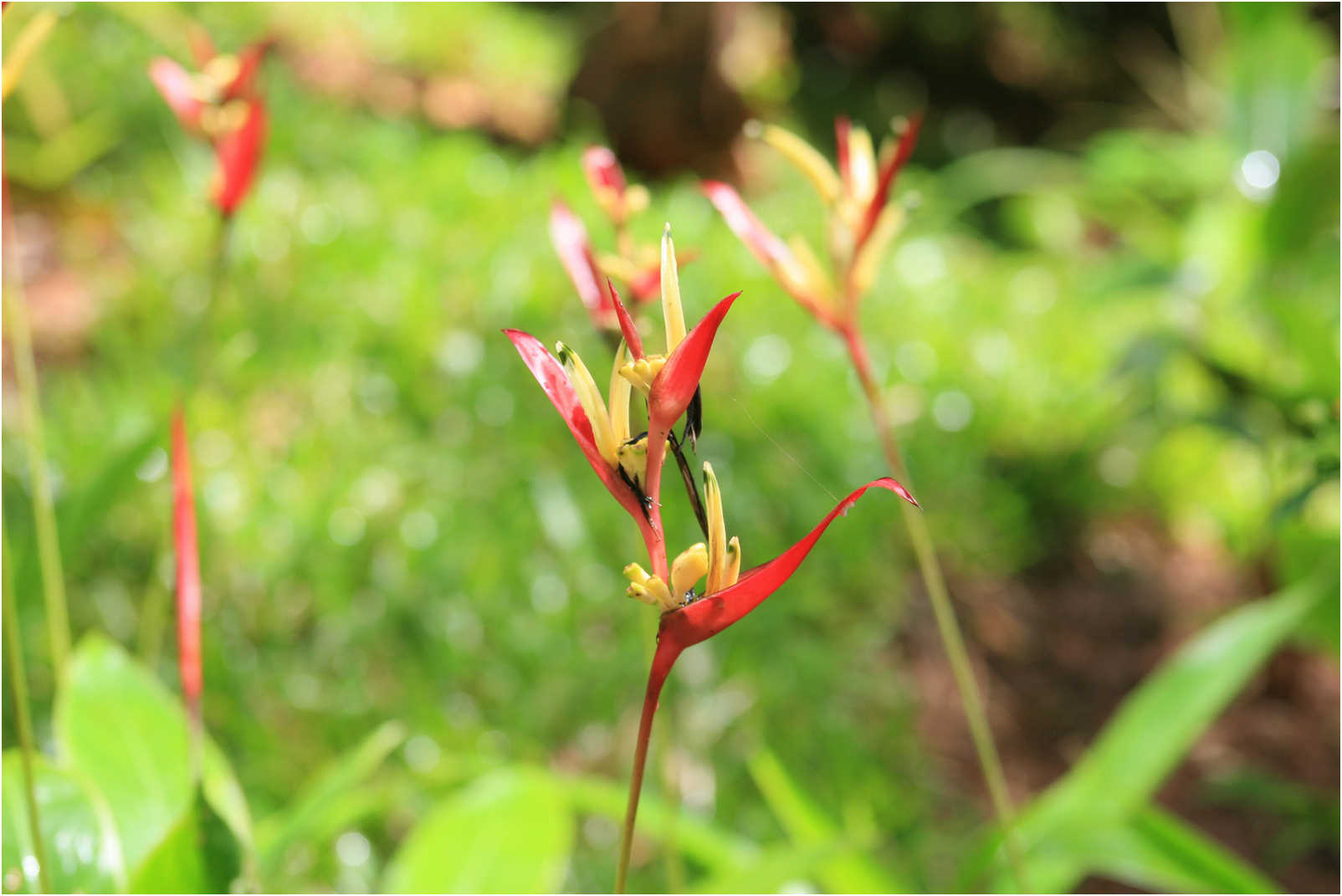 Costa Rican Rain Forects & Gardens