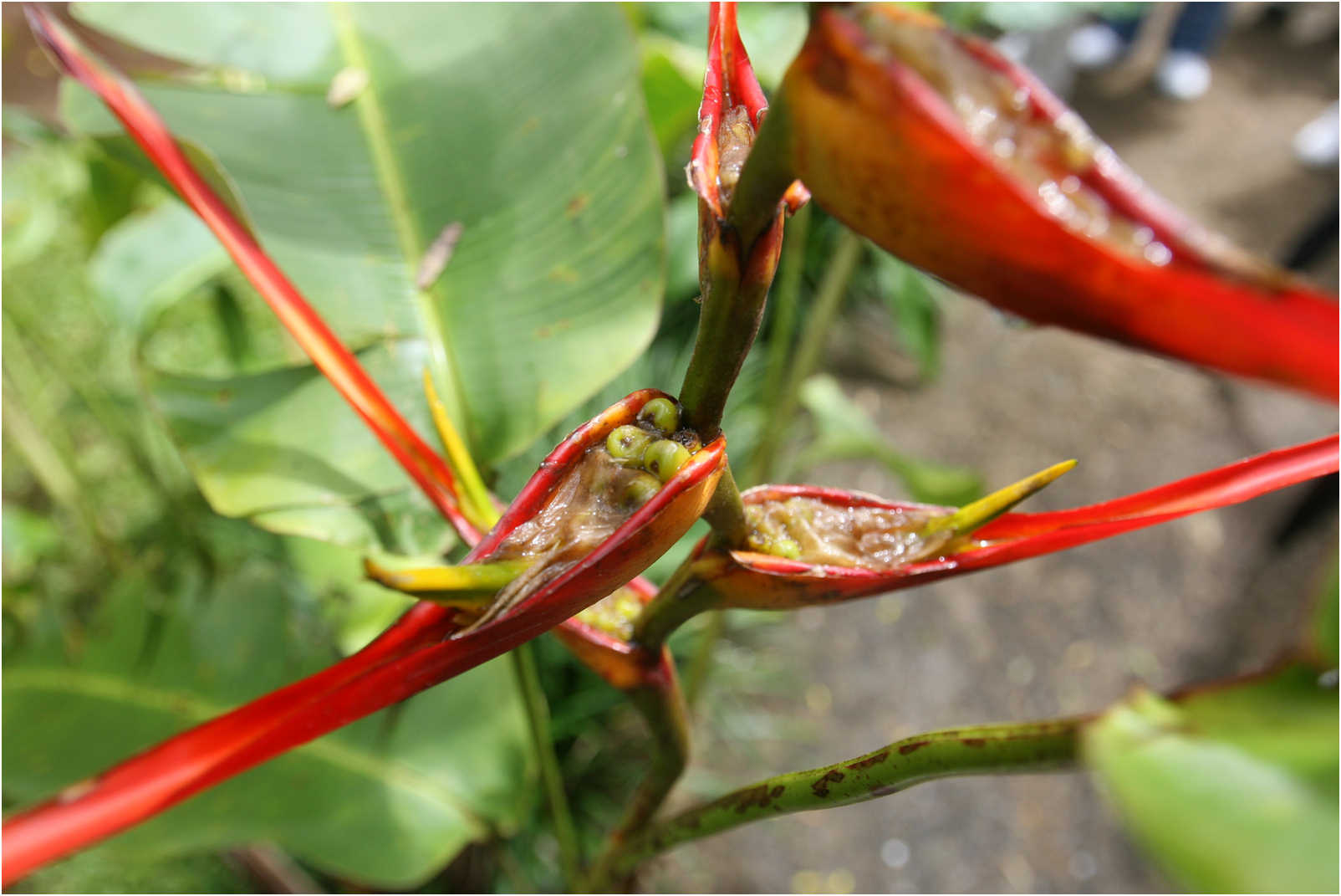 Costa Rican Rain Forects & Gardens