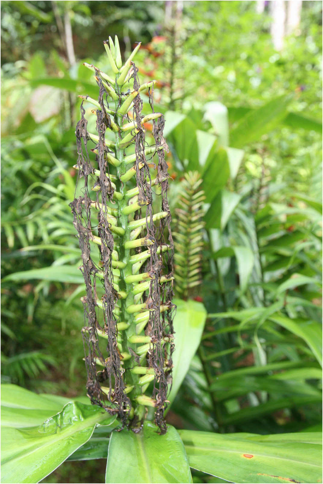 Costa Rican Rain Forects & Gardens