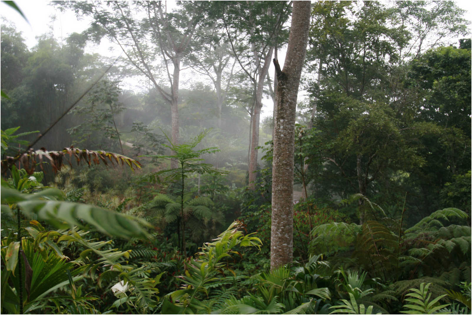 Costa Rican Rain Forects & Gardens